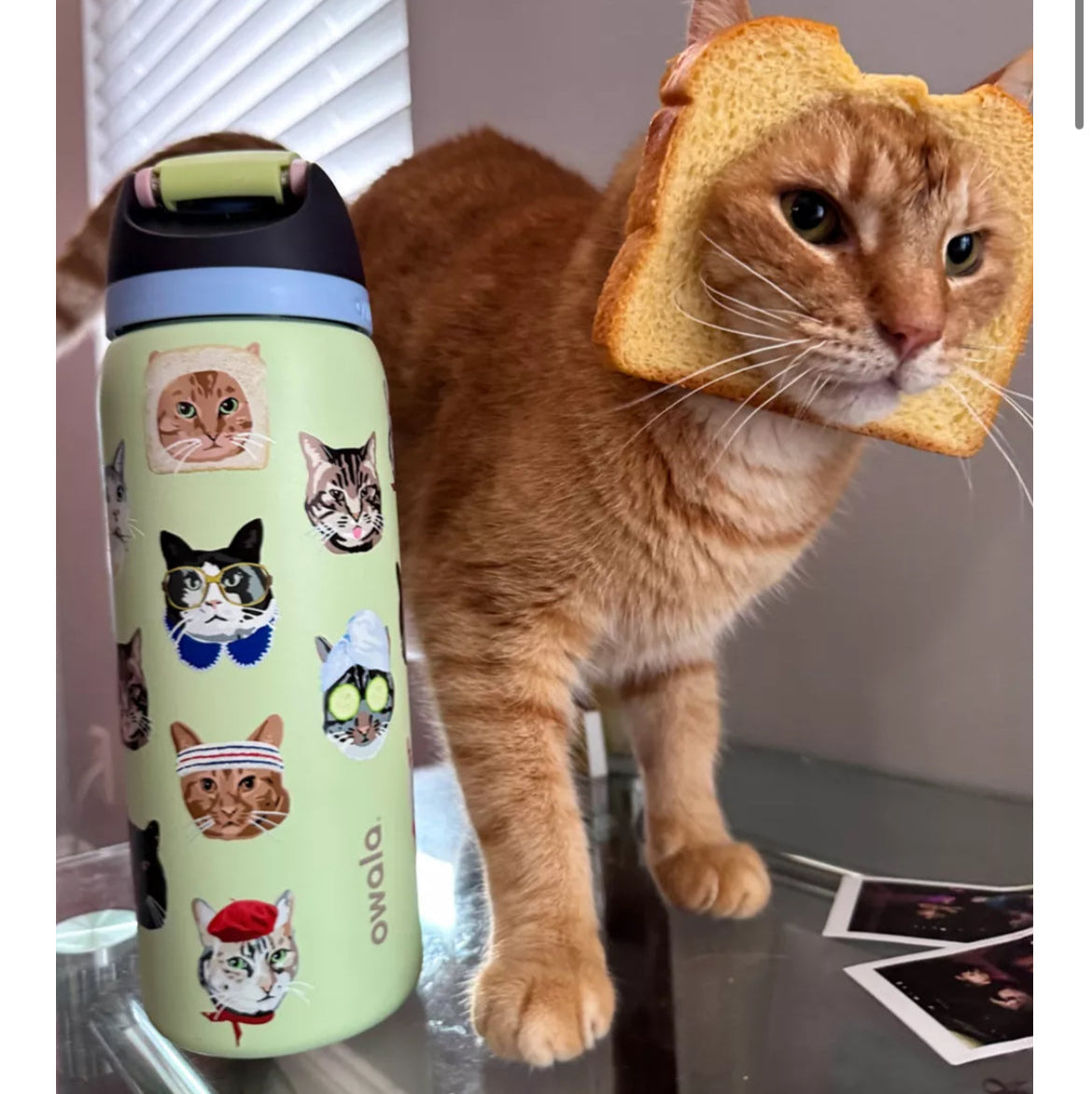 Cat Collage 😺 | Owala UO Exclusive FreeSip 946 ml | 32 oz